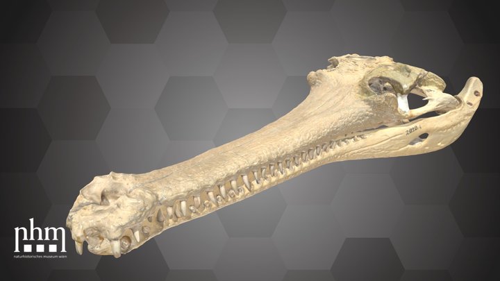 Gharial Skull (NHMW-ZOO-HS-40.835) – Free 3D Model STL