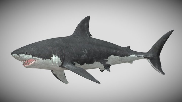 SharkBite 2's Great White Shark – Kostenloses 3D-Modell STL