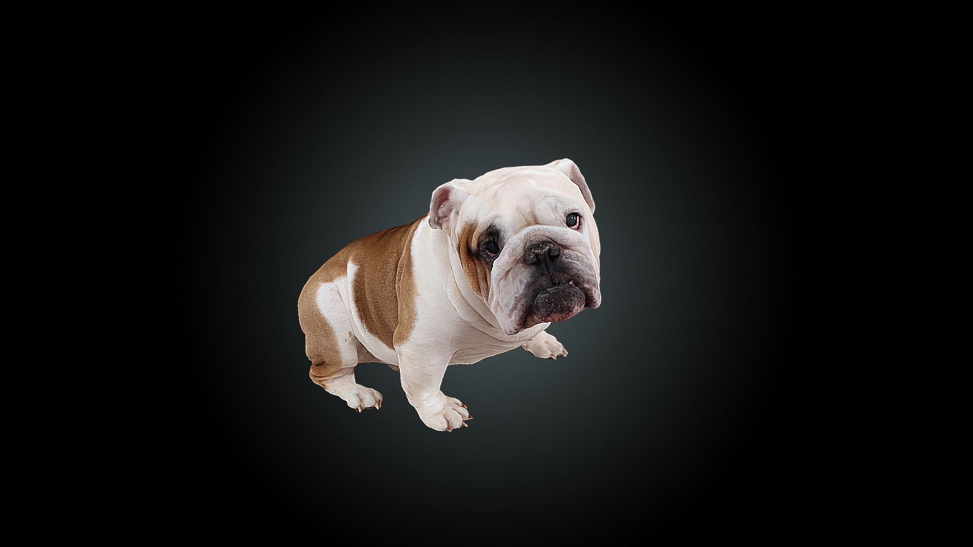 3D model Bulldog - This is a 3D model of the Bulldog. The 3D model is about a dog with a black background.