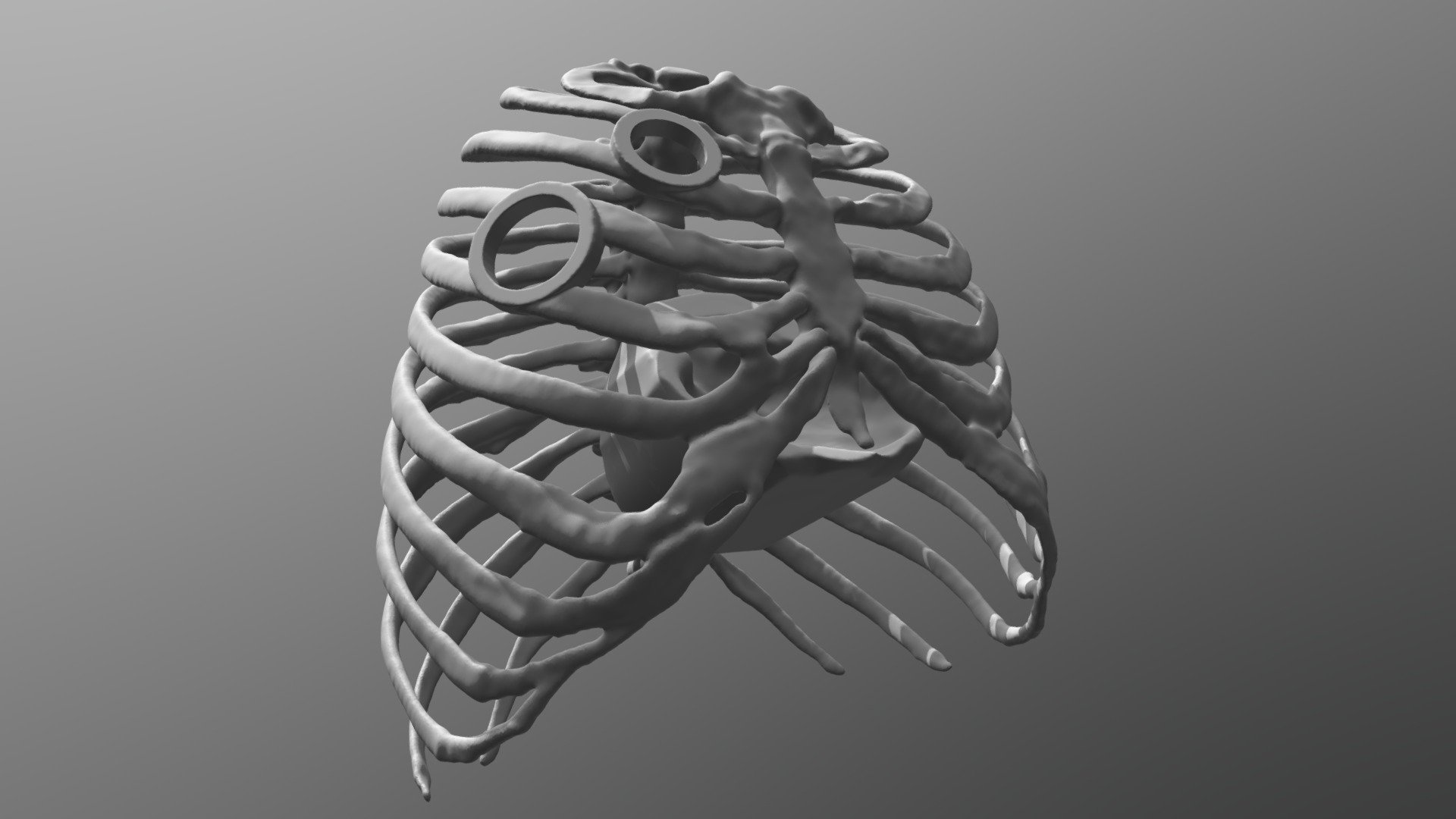 Thorax - Download Free 3D model by valchanov [6086a8f] - Sketchfab