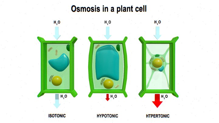 Osmosis in a plant cell 3D Model
