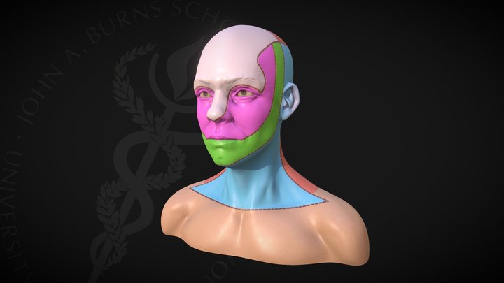 Cutaneous innervation of the head and neck 3D Model