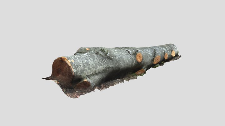 Sortiment bukve 3D Model