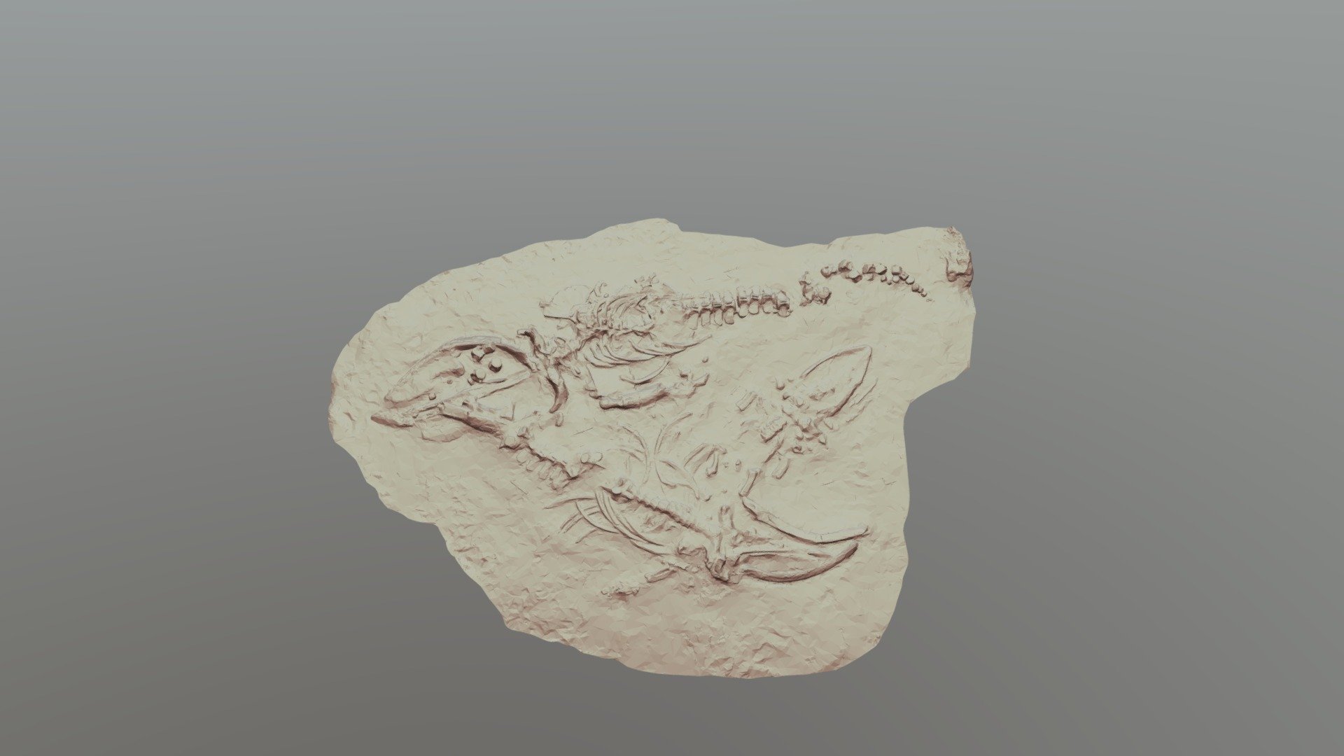 Cerro Ballena Fossils: Digital Interface