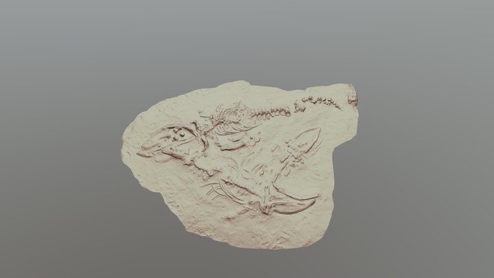Cerro Ballena Fossils: Digital Interface 3D Model