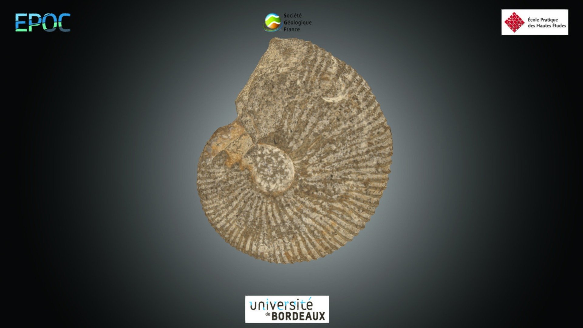 Ammonite - Macrocephalites sp.
