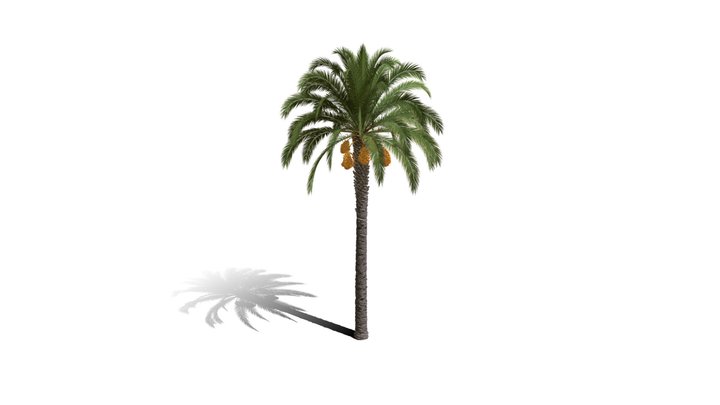 Realistic HD Canary Island date palm (10/40) 3D Model