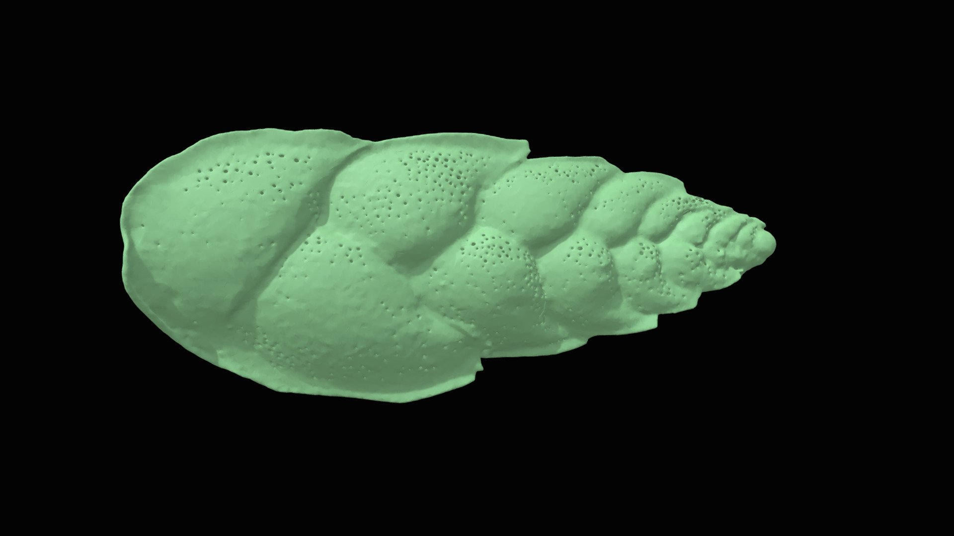 Euloxostomum pseudobeyrichi