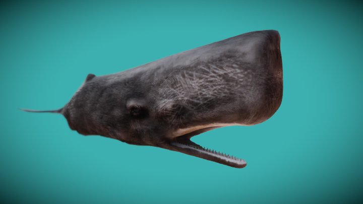 DIGITAL WHALES Capodoglio PHYSETER MACROCEPHALUS 3D Model