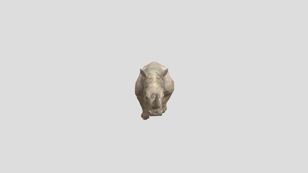 White Rhinoceros