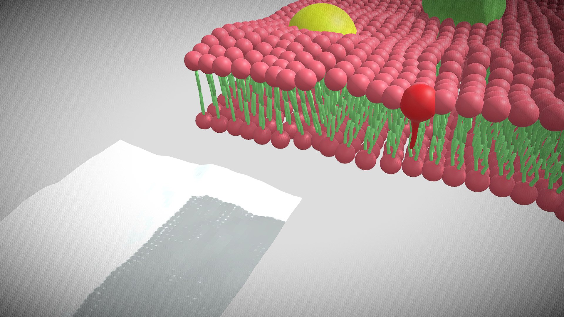 cell membrane - 3D model by mazedcu [60a0200] - Sketchfab