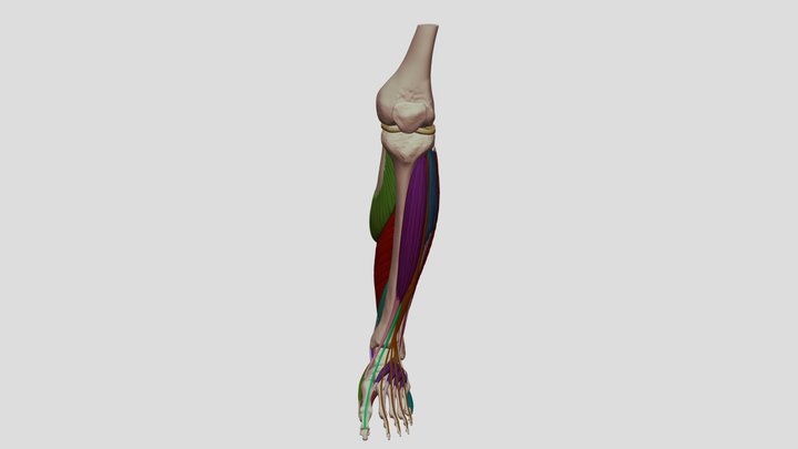 Forms of the Lower Leg and Foot 3D Model