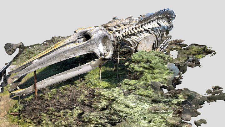 Gray Whale_Skeleton Display_1 3D Model