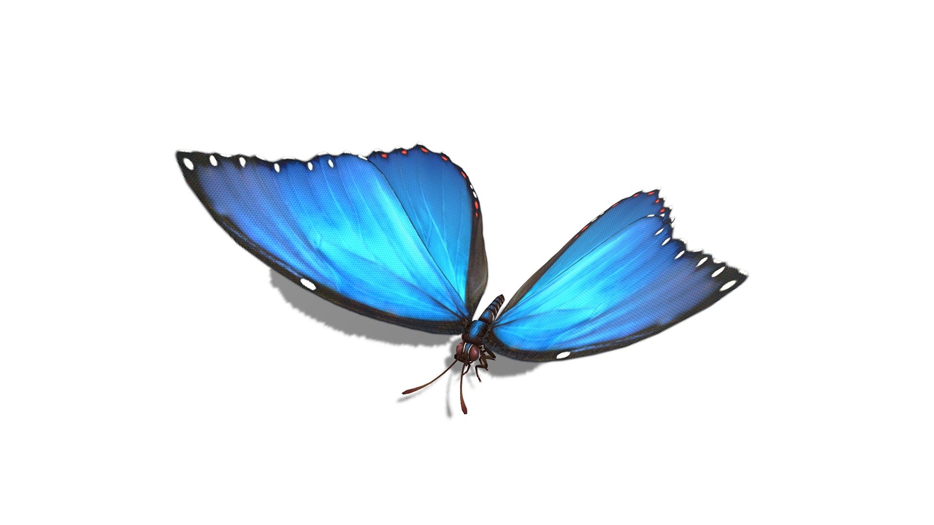 Butterfly - 3D model by Studio Lab (@studiolab.dev) [60b25b9] - Sketchfab