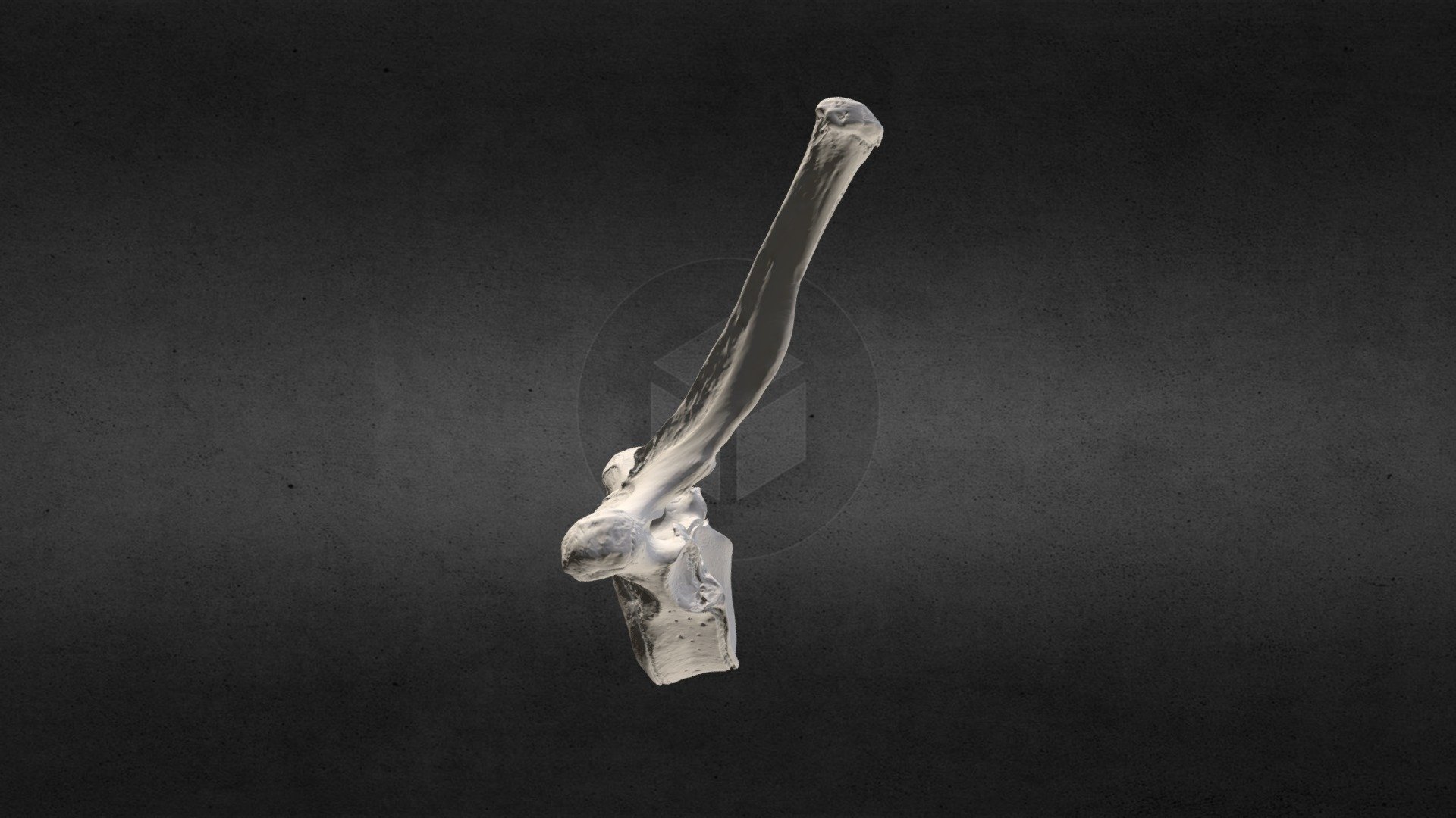 Loxodanta africana (elephant) Thoracic Vert 7