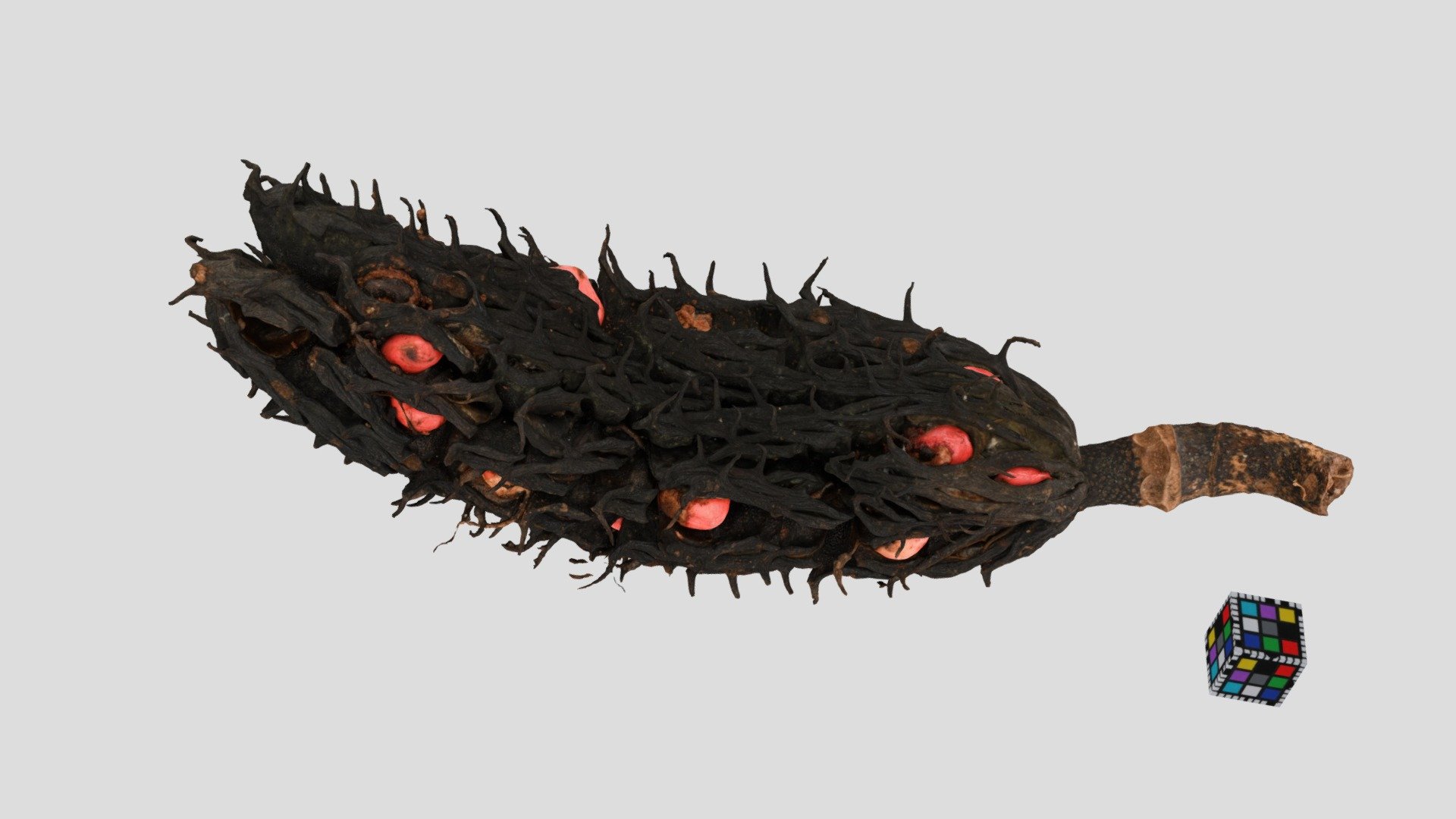ホオノキ Japanese Big-leaf Magnolia, M. obovata