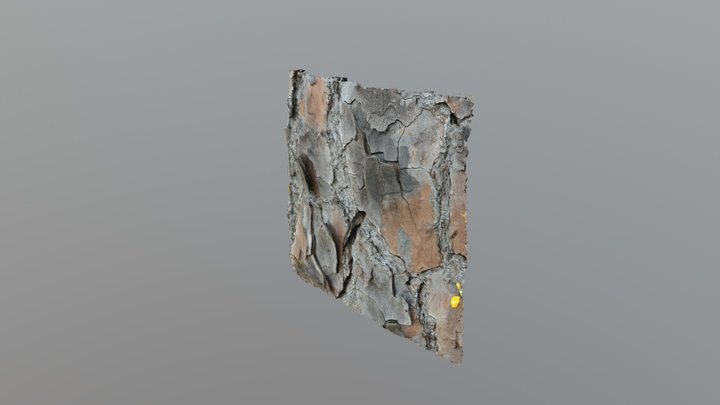 Longleaf pine bark drying 07/05/2018 3D Model