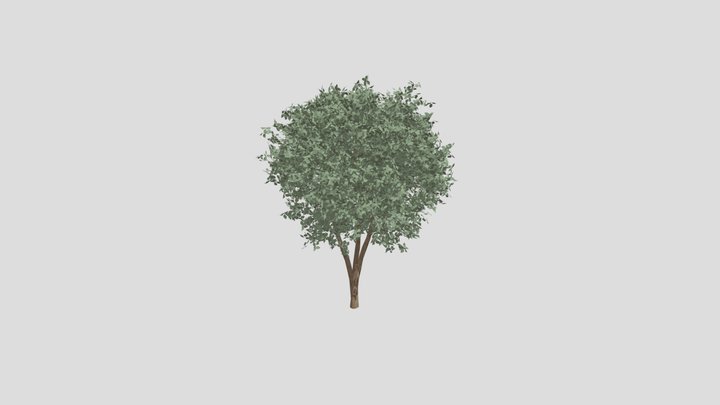 Pohon 3D Model