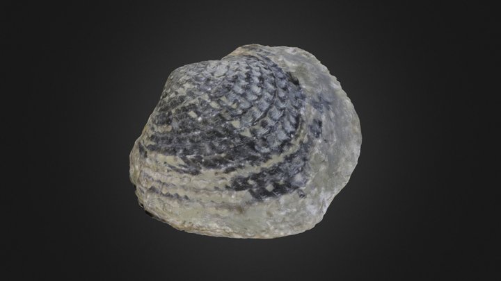 Brachiopoda: Spinatrypa spinosa (PRI 70769) – Gratis 3D-model STL