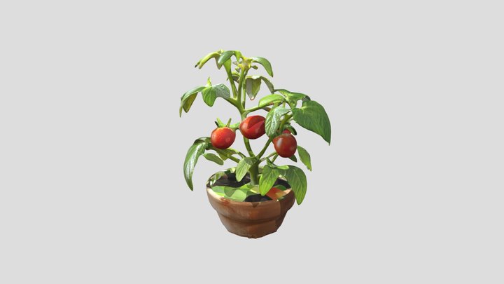 Tomato plant
