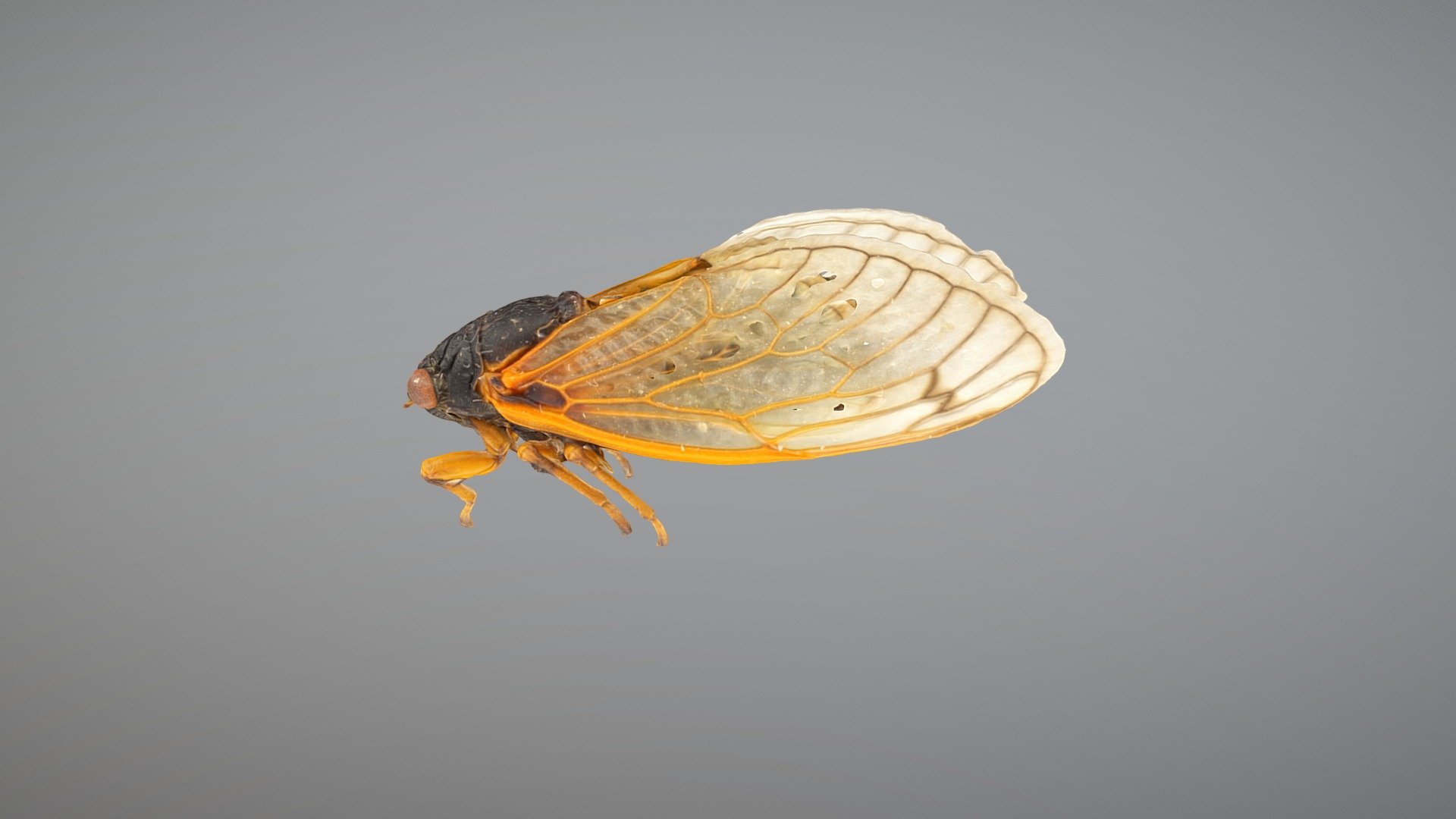 Beginner's Fly Tying: Cicada (Magicicada cassini) – Potomac Valley