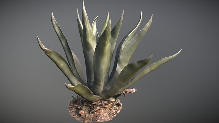 Agave Succulent Big / 📷 🇮🇹 / Low/Mid Poly PBR 3D Model