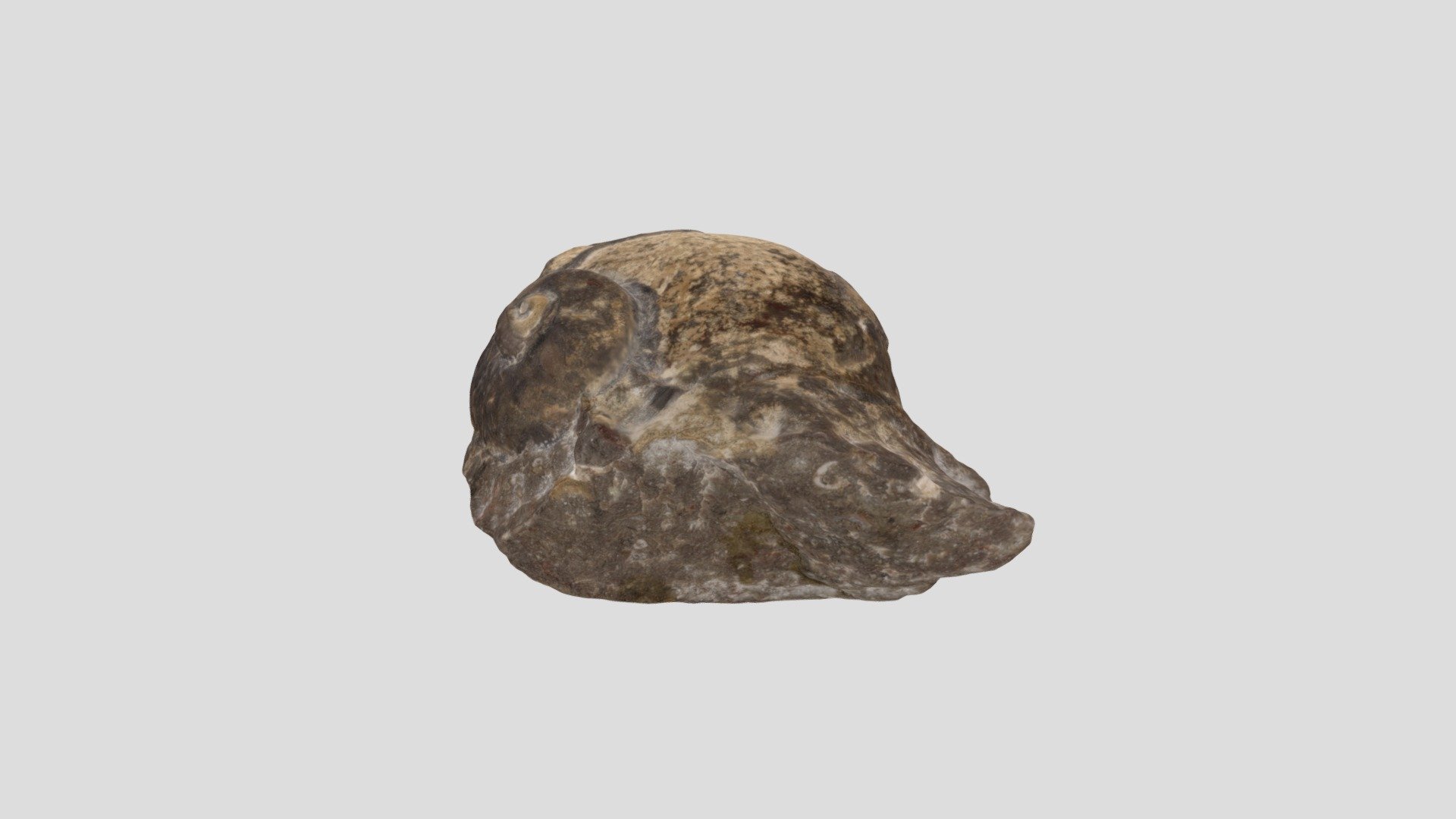 gastropod