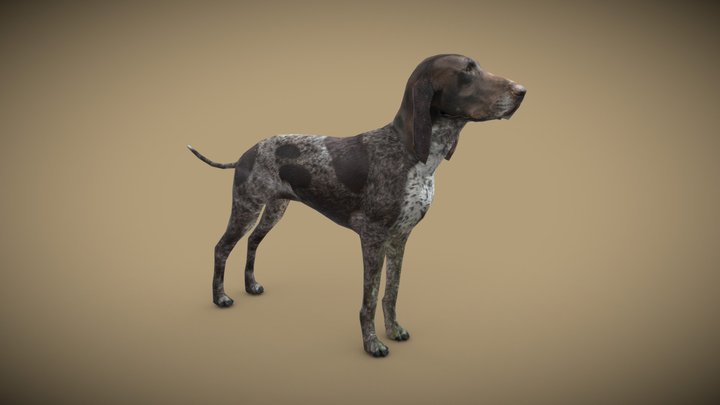 Dog low poly german shorthaired pointer 3D Model
