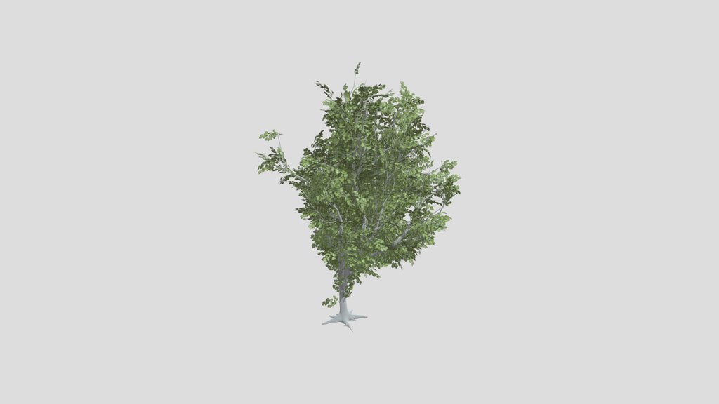 Birch Tree