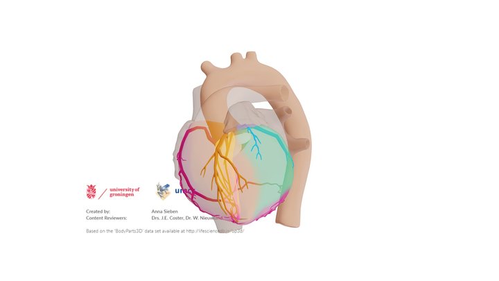 Coronary Arteries: Blood Supply to Ventricles - Download Free 3D model ...