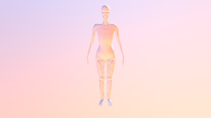 Skeleton with muscles 3D Model