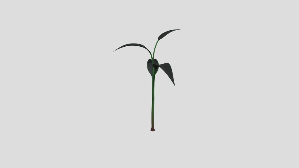 Little Plant 1