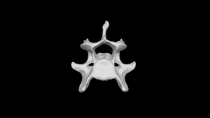 Dog sixth cervical vertebra 3D Model