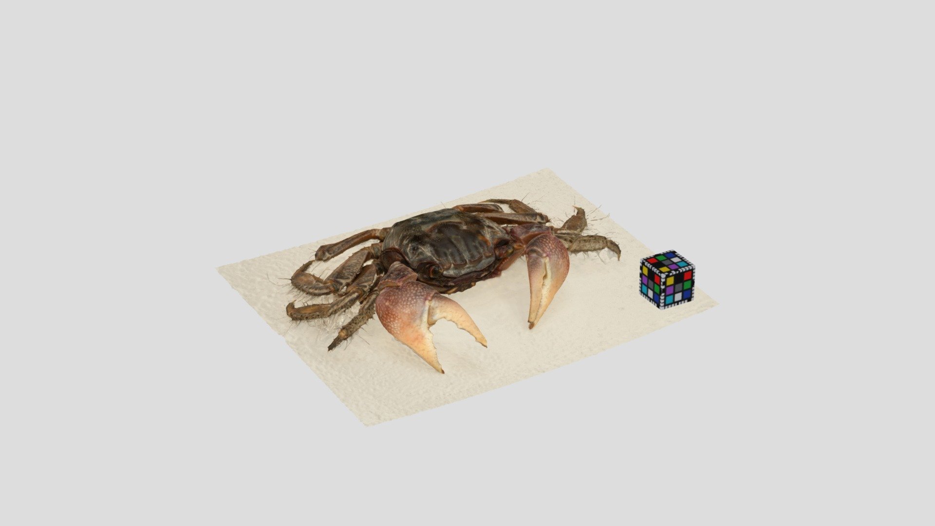クロベンケイガニ オス Chiromantes dehaani