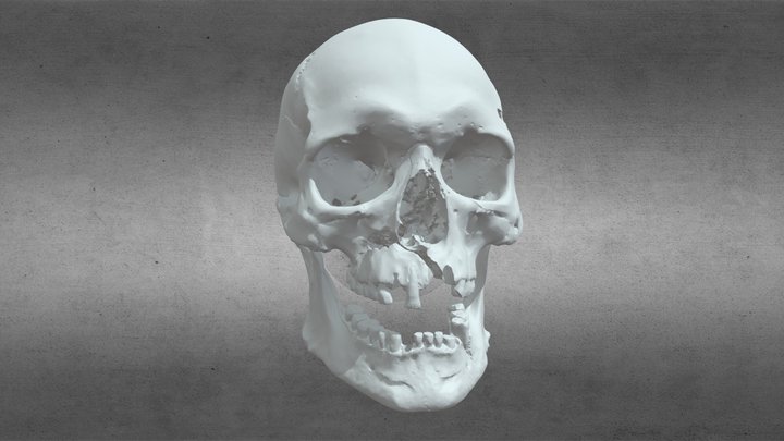 Iron Age Skull 3D Model