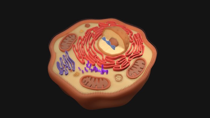 Human Cell