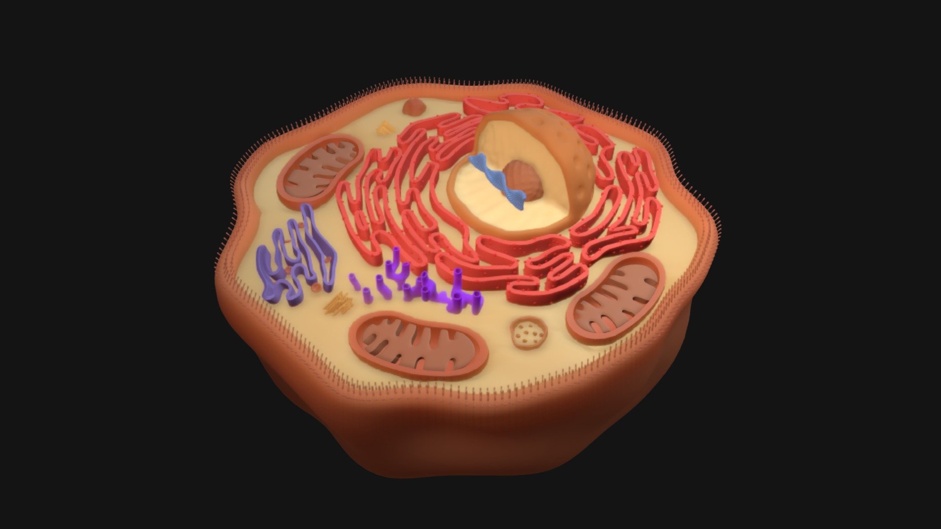 Human Cell Download Free 3d Model By Markdragan 60ef7d2 Sketchfab