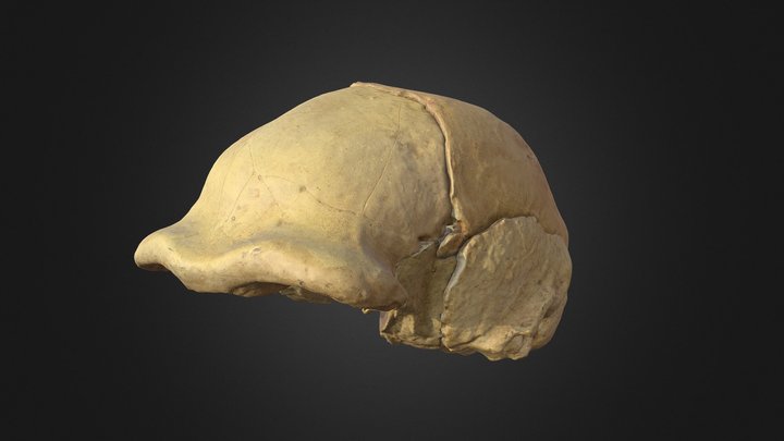 Homo erectus pekinensis Skullcap