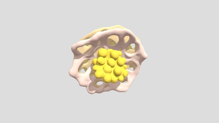 Golgi stack 3D Model