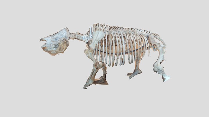 恐竜化石 by K. Ishizaka 3D Model