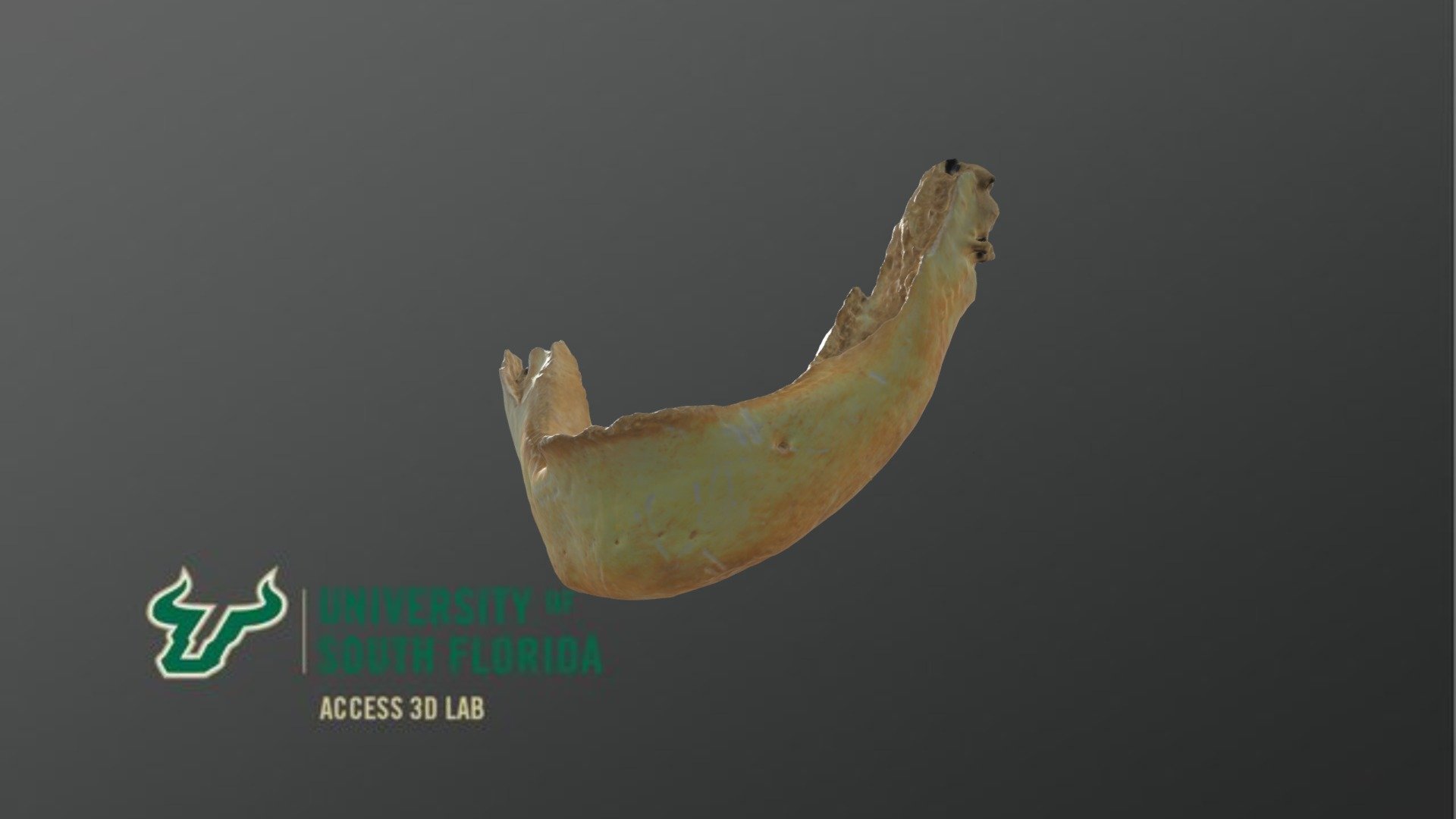 Ruiz Hatcher Cardoso Mandible 2