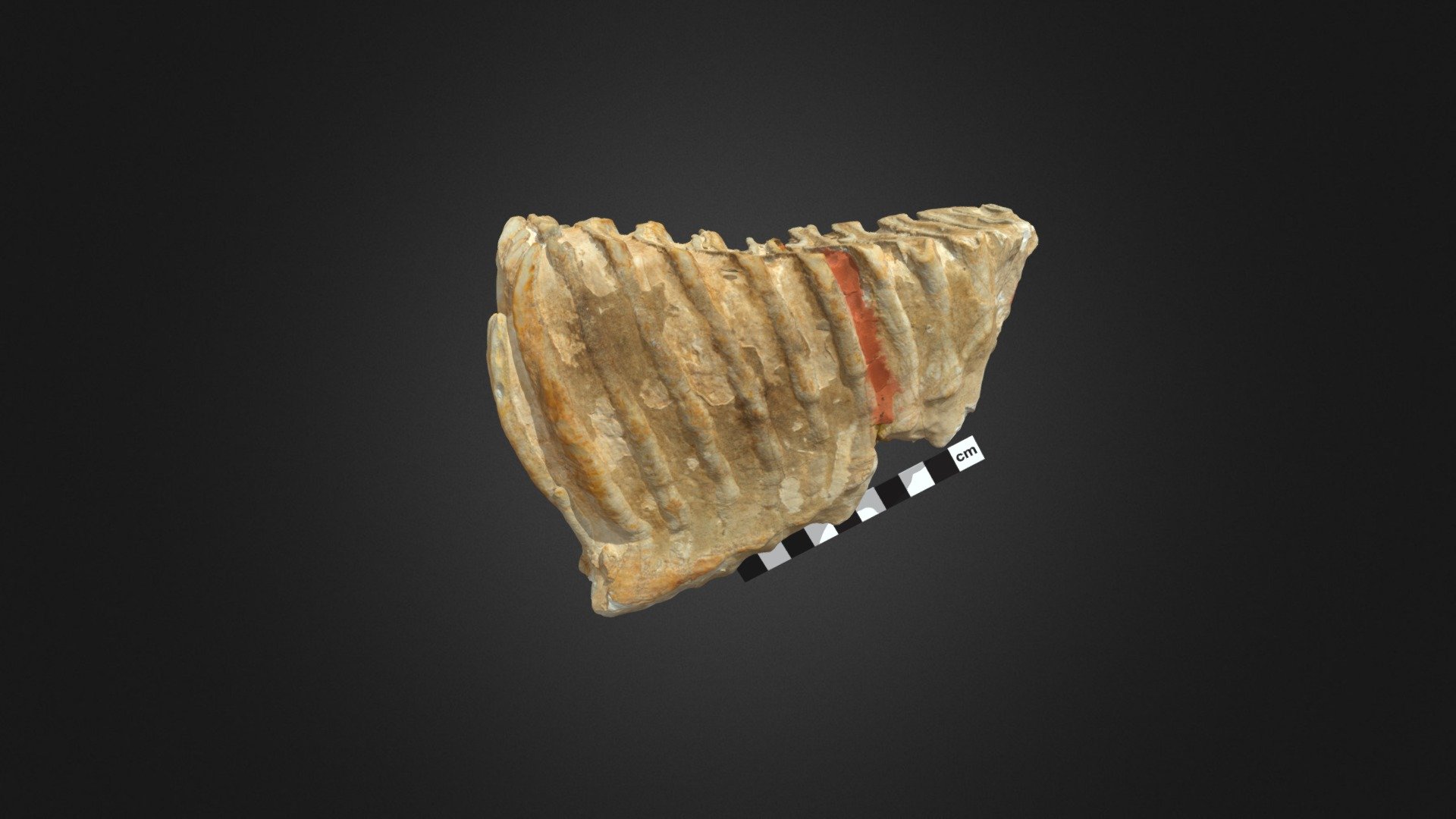 Columbian Mammoth Molar Gil-Mt-4