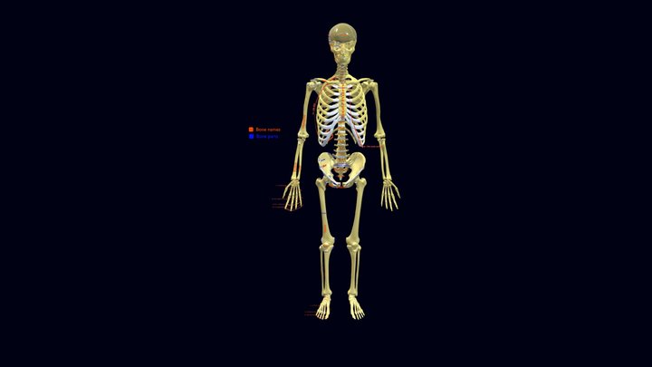 Labelled 3D models - Sketchfab