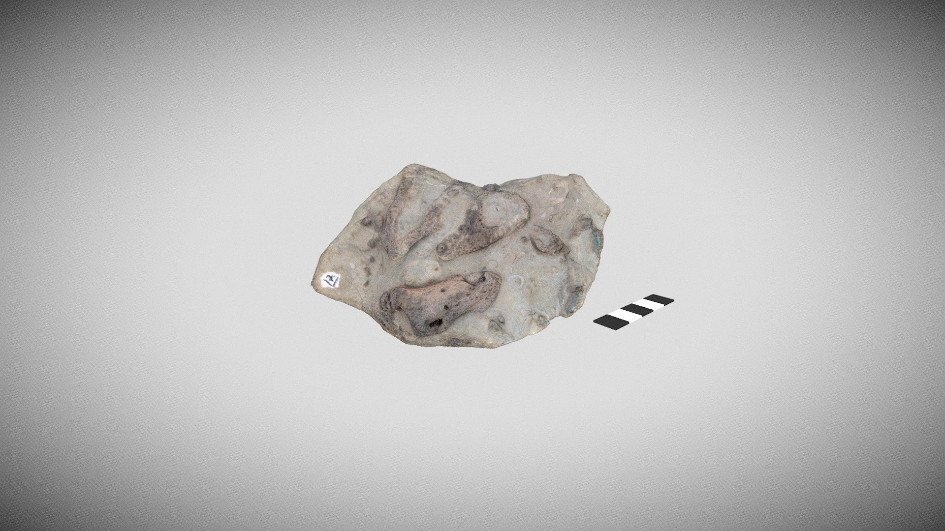 Fossil Sponges