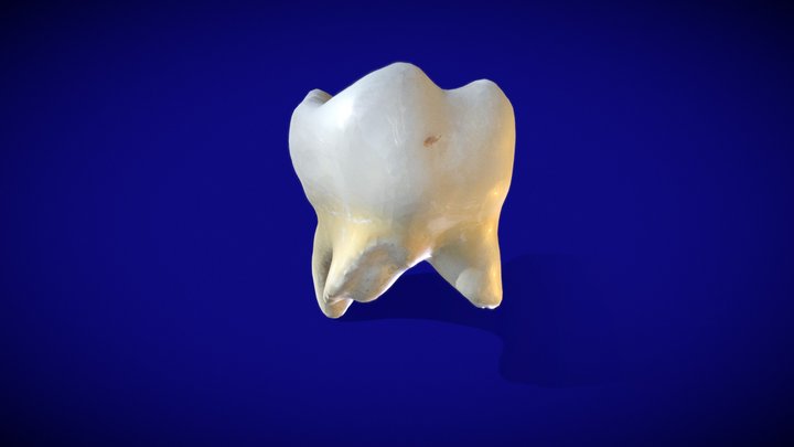 HUMAN TOOTH 3D Model
