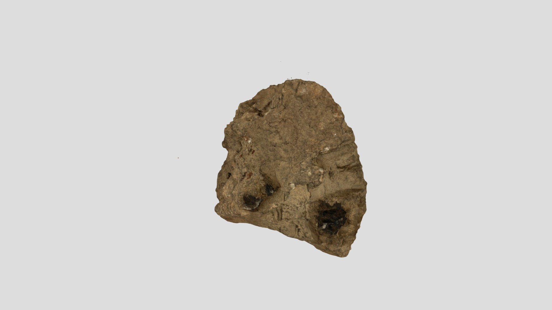 Fossils 9