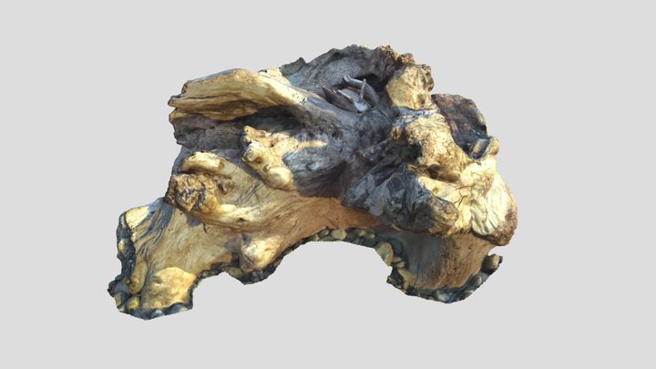 Driftwood 3D Model