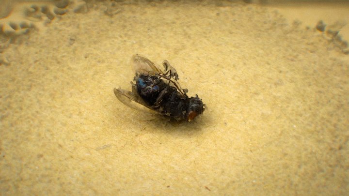 Dead fly 3D Model