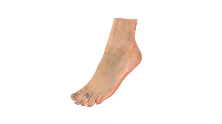 Fuß (weiblich) Scan - 1 3D Model