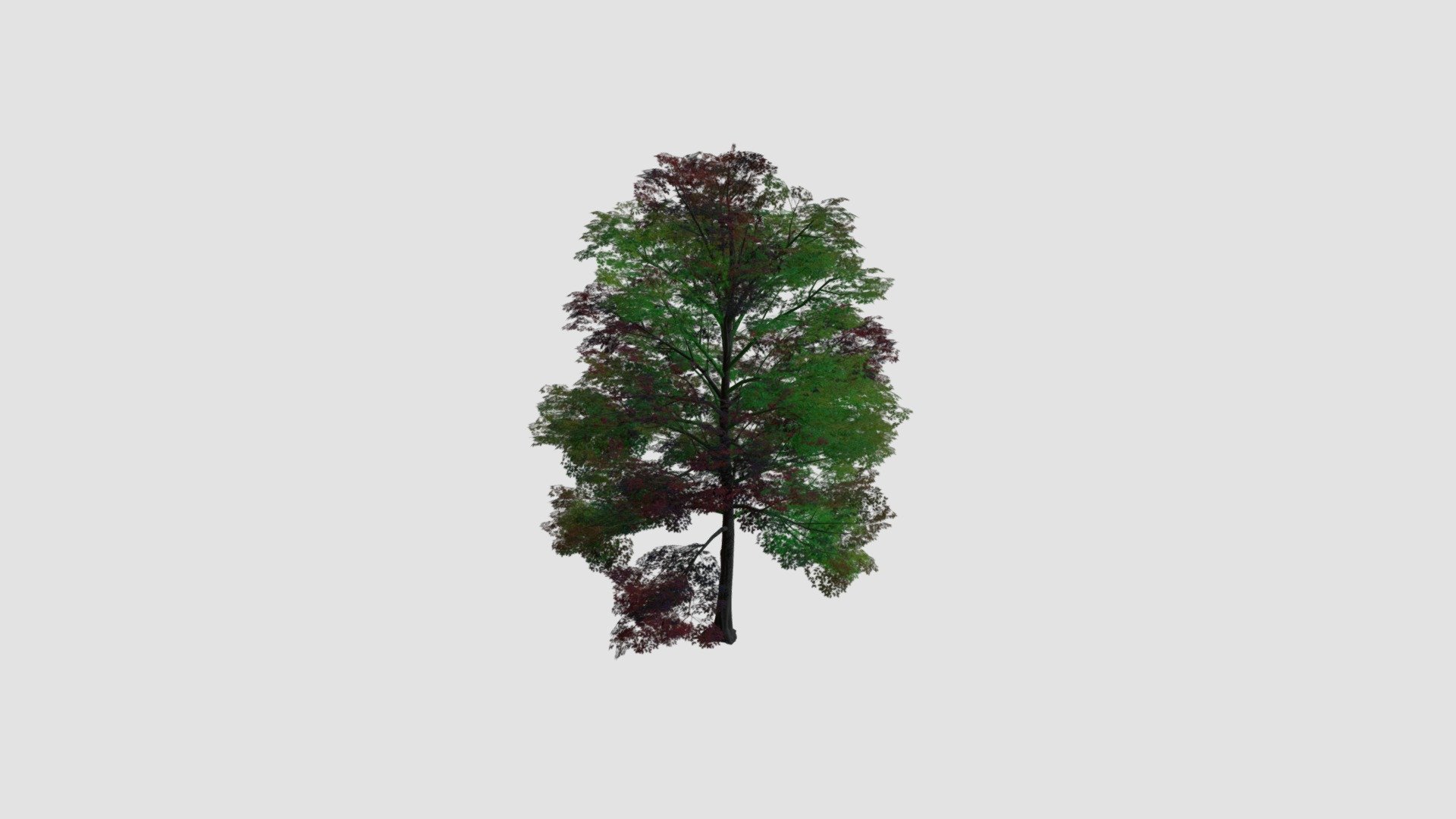 Tree - Buy Royalty Free 3D model by Evermotion [6112cef] - Sketchfab Store